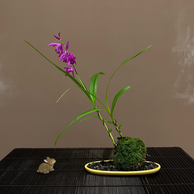 柳畔春嘉 黃釉橢圓淺鉢∣日本品種 白及山野草 - 盆栽/植栽 - 陶 
