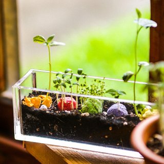 【ありがとうギフト・入場式】リトルバルコニー5色シードボール植栽ギフトセット