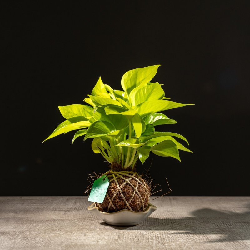 陽光黃金葛苔球 苔球植物 苔玉 室內植物 辦公室植物 交換禮物 - 盆栽/植栽 - 植物．花 