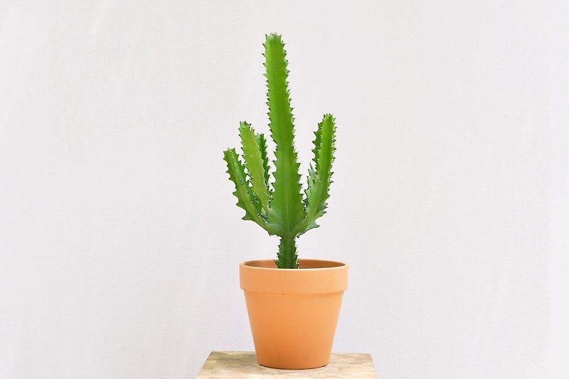 Large cactus | keel | promotion opened House home type potted plants (50-70cm) - Plants - Cement Green
