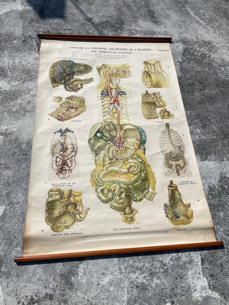 古董Vintage人體解剖掛畫 圖書館 醫院 學校 擺飾 澳洲 - 擺飾/家飾品 - 其他金屬 金色
