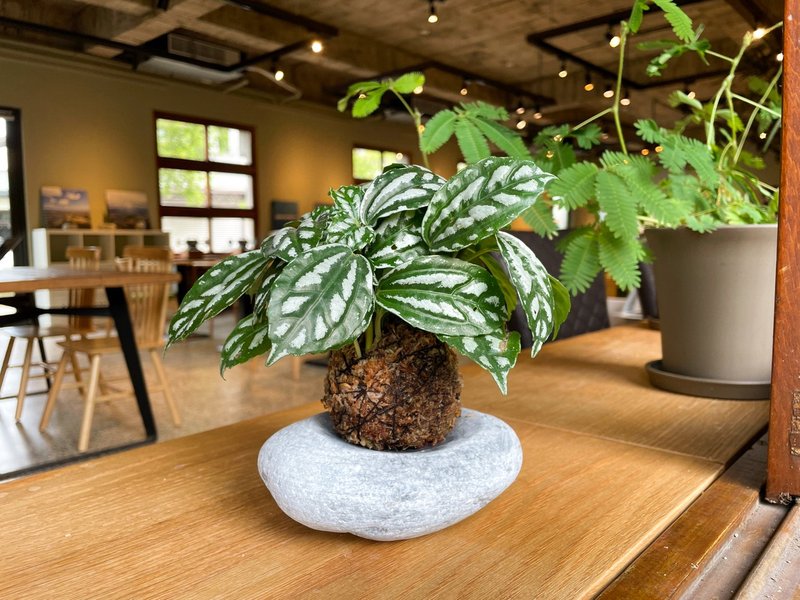 苔球與石器【苔球製作體驗】92折【新北鶯歌】【限定店快閃活動】 - 植栽/花藝 - 植物．花 