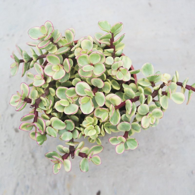 【荳荳多肉】【雅樂之舞】喬遷│送禮│升遷│多肉植物 - 盆栽/植栽 - 植物．花 