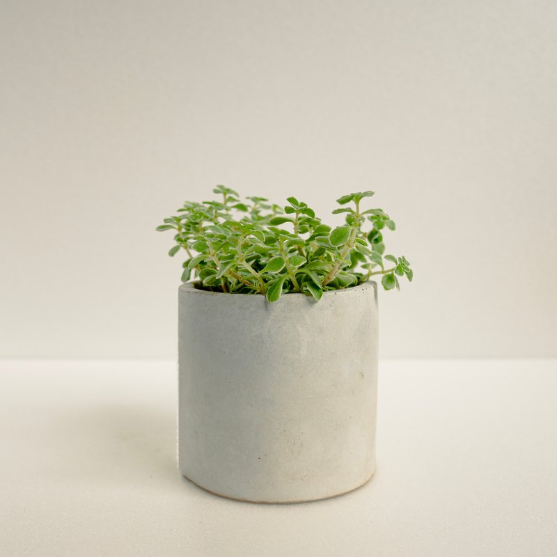 斑葉嬰兒景天│泥作系列│福所栽 - 盆栽/植栽 - 水泥 綠色