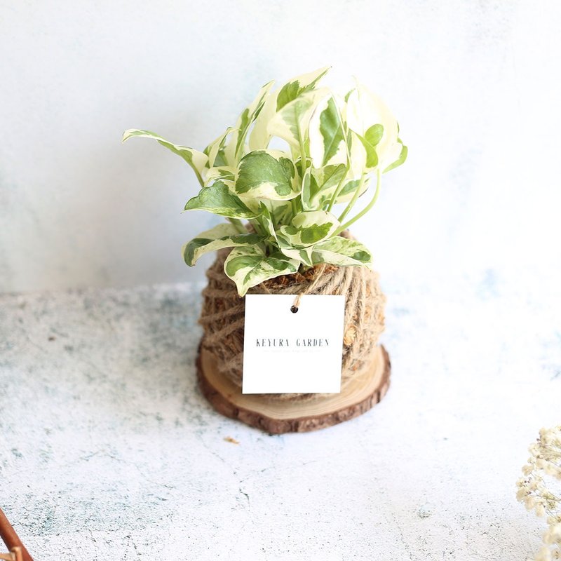 PD18 Platinum Kudzu Moss Ball/Environmental Greening/Exchange Gift/Christmas Gift/Indoor Plant - ตกแต่งต้นไม้ - พืช/ดอกไม้ 