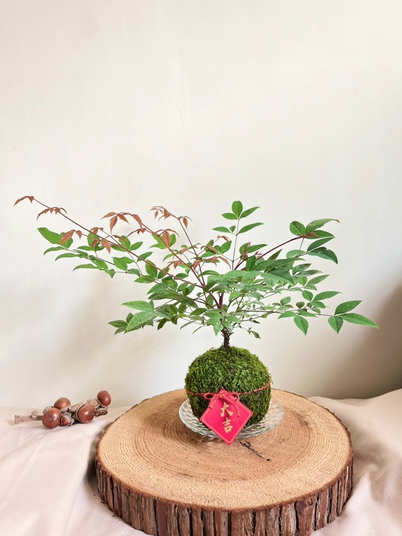武運昌隆南天竹 l 中型 植物苔球 長輩送禮 禮物 室內植 - 植栽/盆栽 - 植物．花 