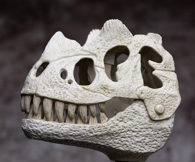 Dinosaur fossil online shop