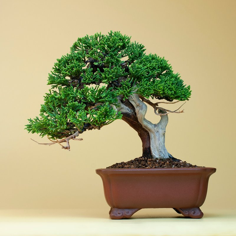 【日本植物】日本進口系魚川真柏 展覽級精品盆景 - 植栽/盆栽 - 植物．花 