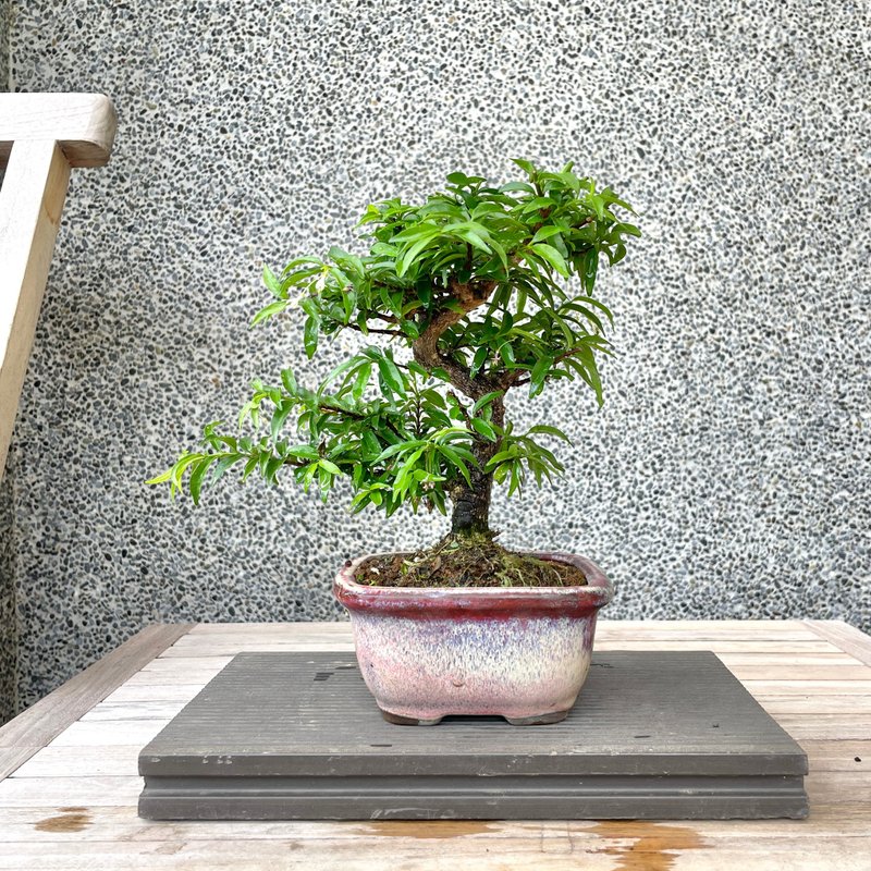 Small bonsai - Ji Xiangxiang plum bonsai gift - ตกแต่งต้นไม้ - พืช/ดอกไม้ 