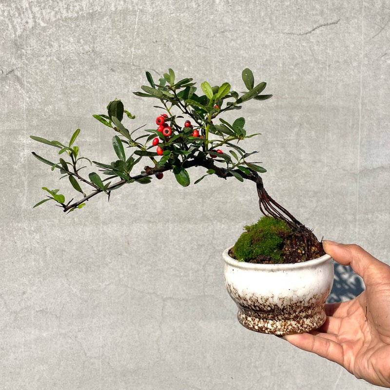 Small bonsai-red fruit number one red fruit bonsai gift - Plants - Plants & Flowers 