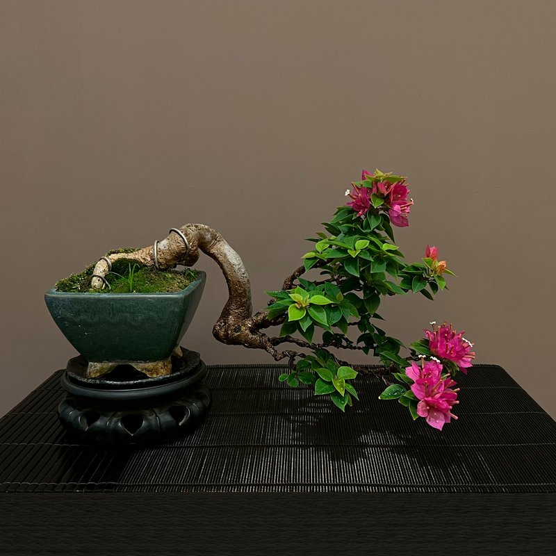 日本八房九重葛∣中品盆景 - 植栽/盆栽 - 陶 