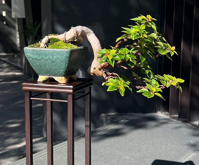 日本の八室ブーゲンビリア | 中級盆栽 - ショップ mu bonsai 観葉植物 