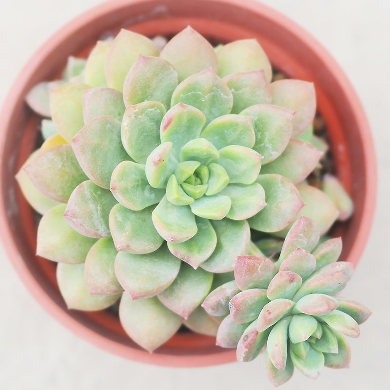 [Doudou Succulents] Housewarming│Gifts│Promotion│Succulents│-Marcus - Plants - Plants & Flowers 