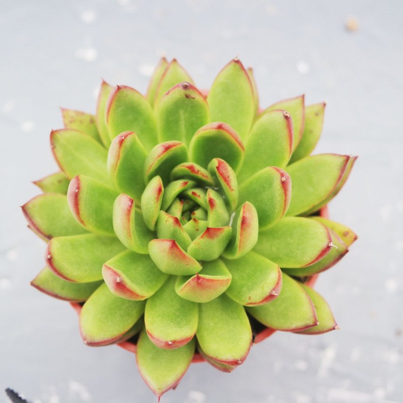 【荳荳多肉】【聖誕東雲】喬遷│送禮│升遷│多肉植物 - 盆栽/植栽 - 植物．花 