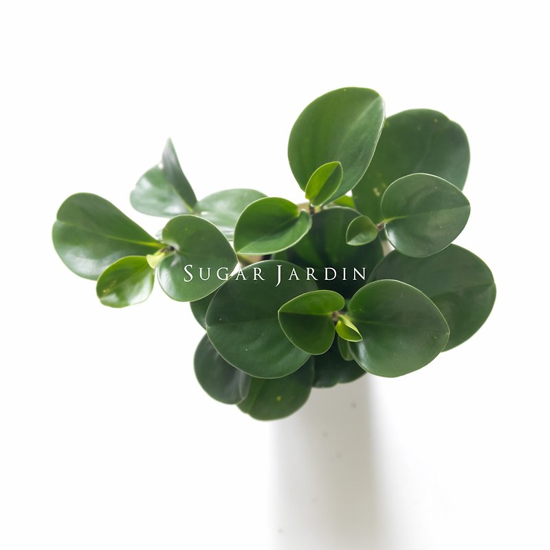 Healing system - round-leaf gold coin tree/small potted plant for fortune/potted plant/office potted plant - Plants - Plants & Flowers 