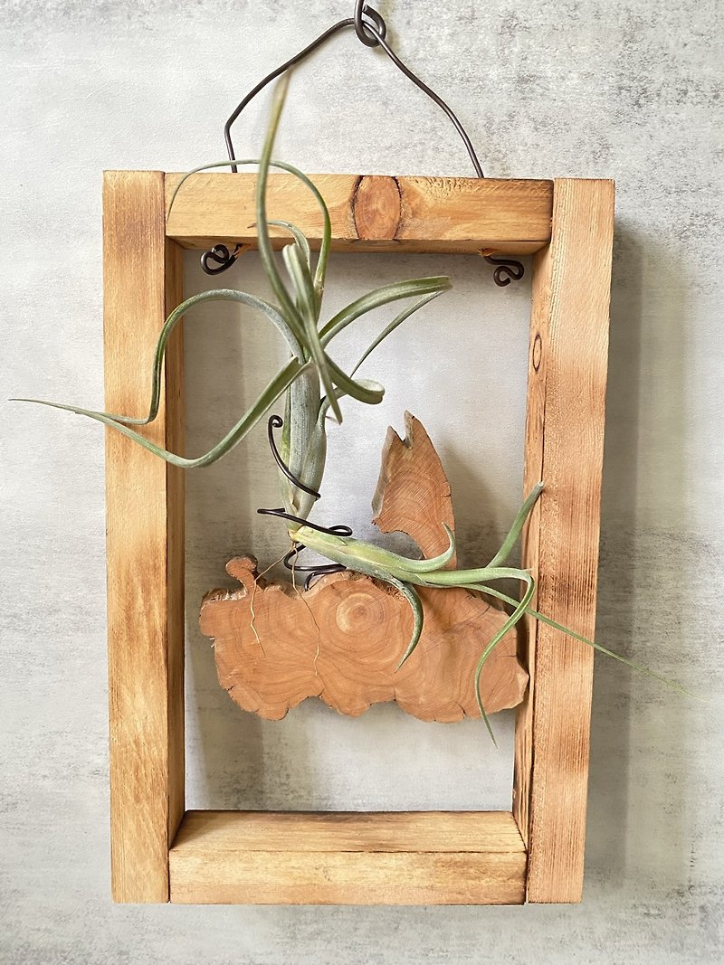 [Pine and Cypress] Right Angle Science | Air Pineapple. air tillandsia - Plants - Wood Brown