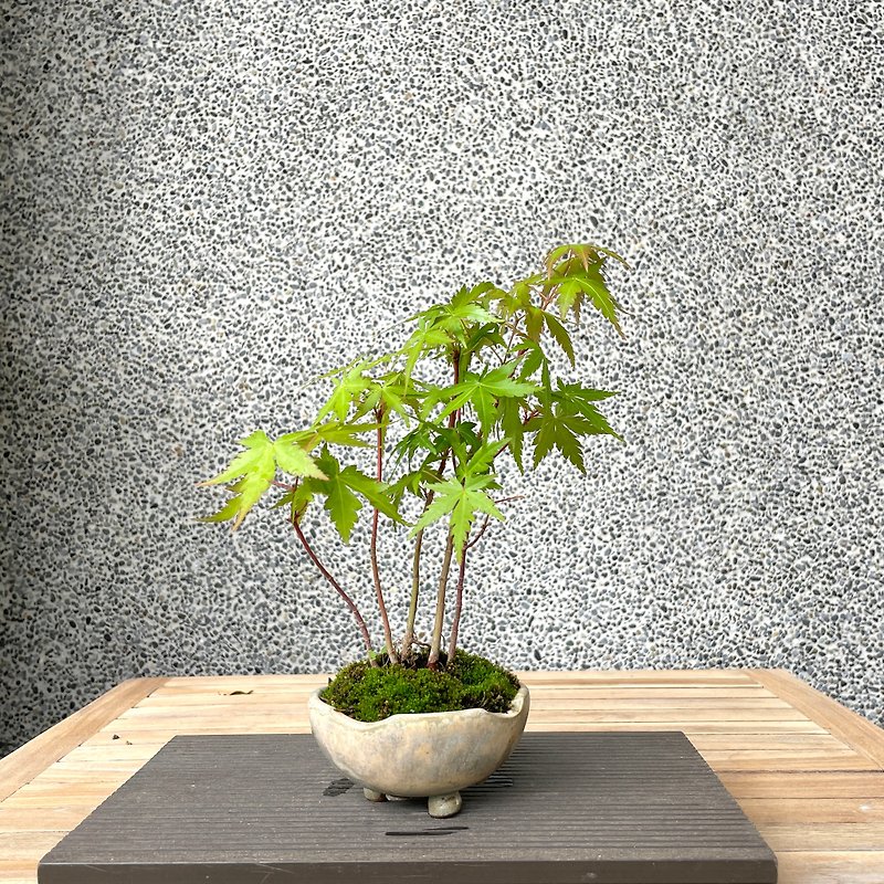 Small bonsai - Mountain maple imported from Japan - Coral Pavilion maple bonsai gift - ตกแต่งต้นไม้ - พืช/ดอกไม้ 