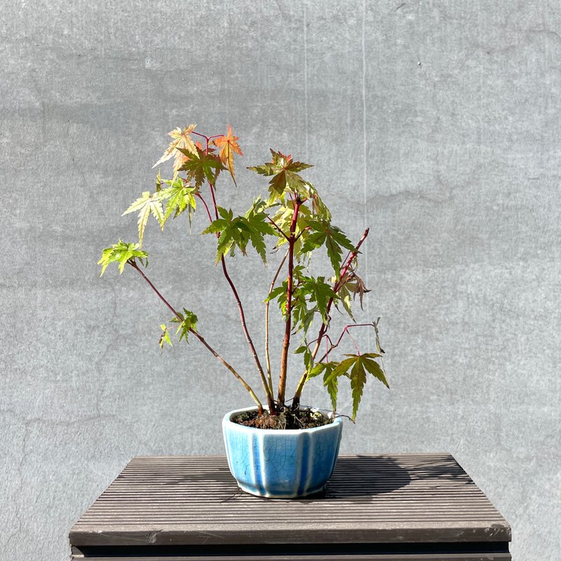 Small bonsai - Mountain maple imported from Japan - Coral Pavilion maple bonsai gift - Plants - Plants & Flowers 