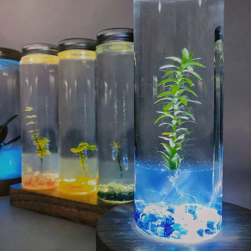 The highest inquiries [aqua plant vase decoration style*3 and long wooden base LED*1 lamp base set] any - Plants - Glass 