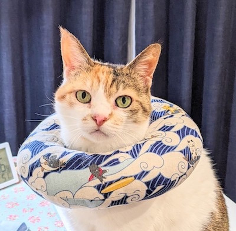 Round and soft Elizabeth collar like a neck pillow Prevents licking wounds Prevents scratching Post-surgery collar for cats - ปลอกคอ - ผ้าฝ้าย/ผ้าลินิน สีน้ำเงิน