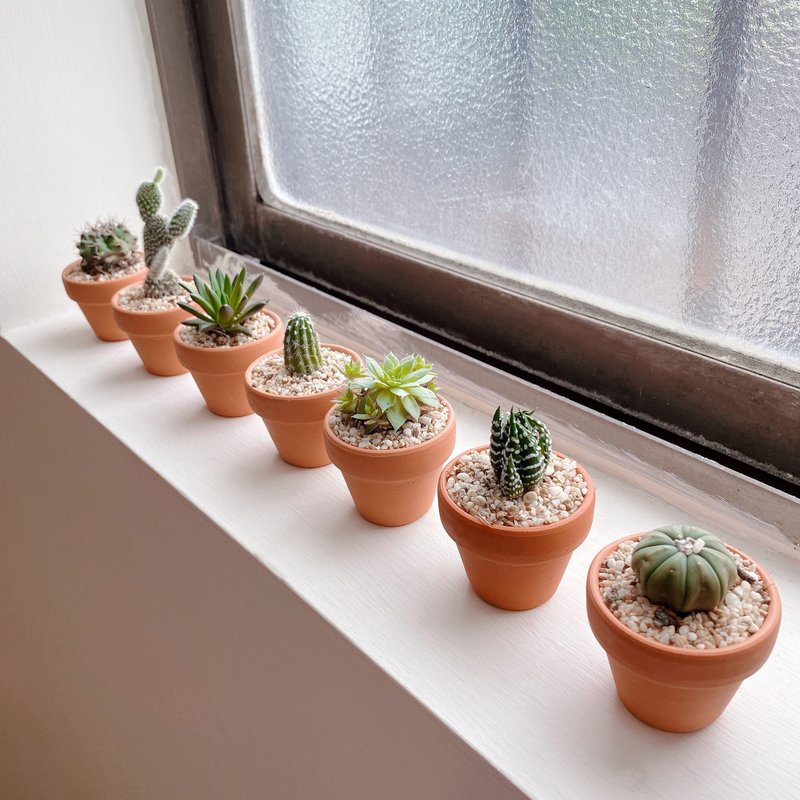 │多肉迷你陶盆植栽│7入組 (植物隨機出貨) - 盆栽/植栽 - 植物．花 