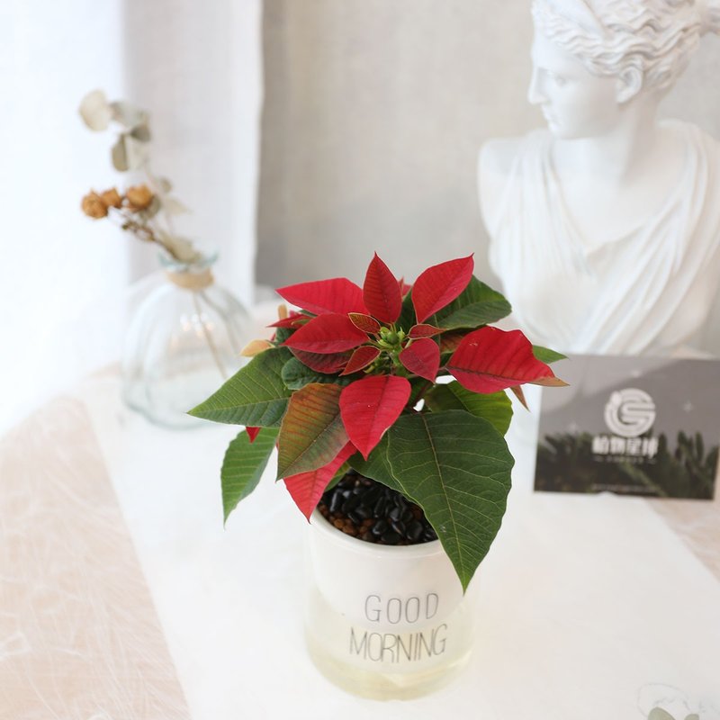 PD180聖誕紅吸水盆栽 / 懶人盆栽 - 盆栽/植栽 - 植物．花 紅色
