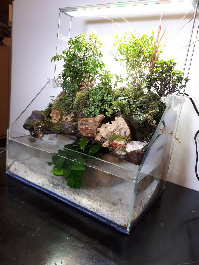 開運生態造景魚缸AC-36 斜切型 居家風水最耀眼的擺飾 - 盆栽/植栽 - 玻璃 