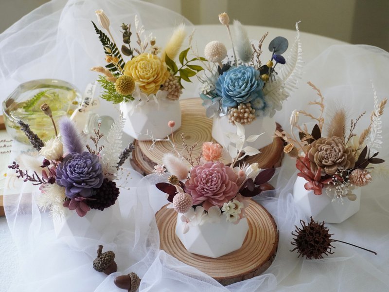 - Diffuse small potted flowers - Customized home furnishings, office souvenirs, birthday gifts, graduation gifts - Dried Flowers & Bouquets - Plants & Flowers 