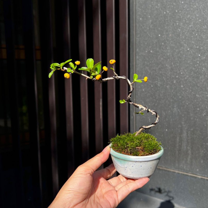 Japanese number one red ∣ micro landscape potted plant is bearing fruit - Plants - Pottery 