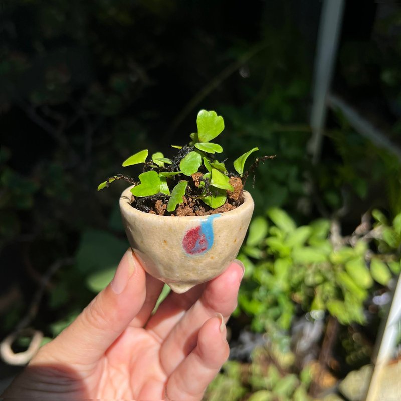 宗像一蒼鉢∣獅子葉抱樹蕨 珍稀山野草 微光植物 - 盆栽/植栽 - 陶 