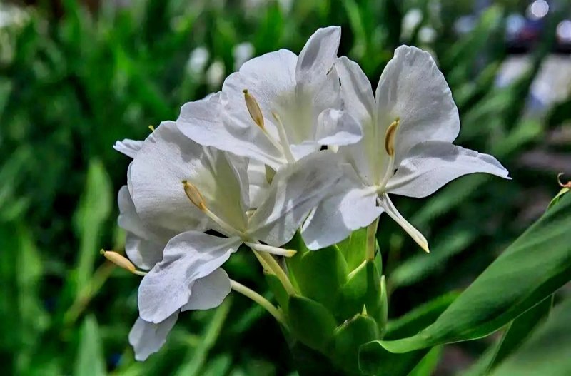 野薑花單方精油 - 香氛/精油/擴香 - 精油 白色