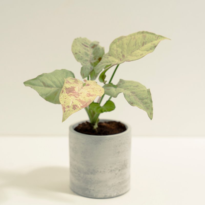 牛奶紙屑合果芋│泥作系列│福所栽 - 盆栽/植栽 - 水泥 黃色