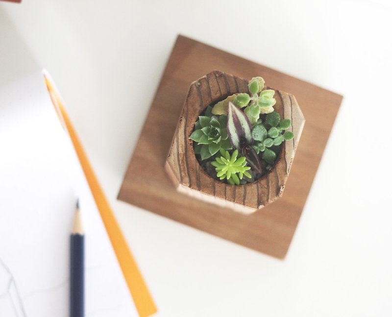 Forest Wooden Plant Pot - ตกแต่งต้นไม้ - ไม้ 