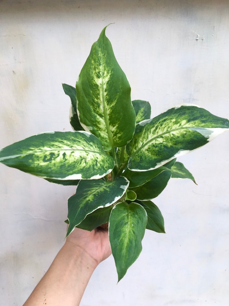 【翠玉粗肋草水苔球】水苔球 居家植物 觀葉植物 室內植物 - 盆栽/植栽 - 植物．花 