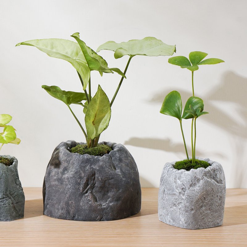 【觀葉植物】幸運草鐵樹 白葉合果芋 室內  | 蒔光 - 植栽/盆栽 - 植物．花 