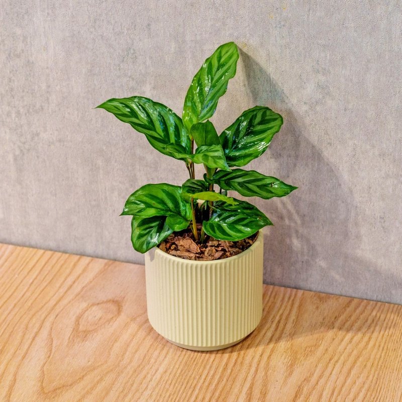 翠葉竹芋 莫蘭迪色系直紋陶盆 室內植物 觀葉植物 禮物 盆栽 交換 - 盆栽/植栽 - 植物．花 黃色