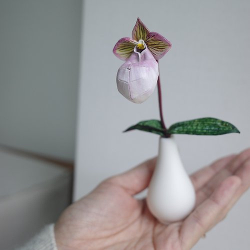 huansdesign 玉女仙履蘭 Paphiopedilum micranthum 皮革蘭花 leather orchid