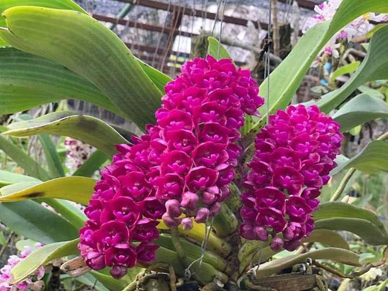 Orchid Red: Rhynchostylis Gigantea Orchid flask - Plants - Plants & Flowers Red