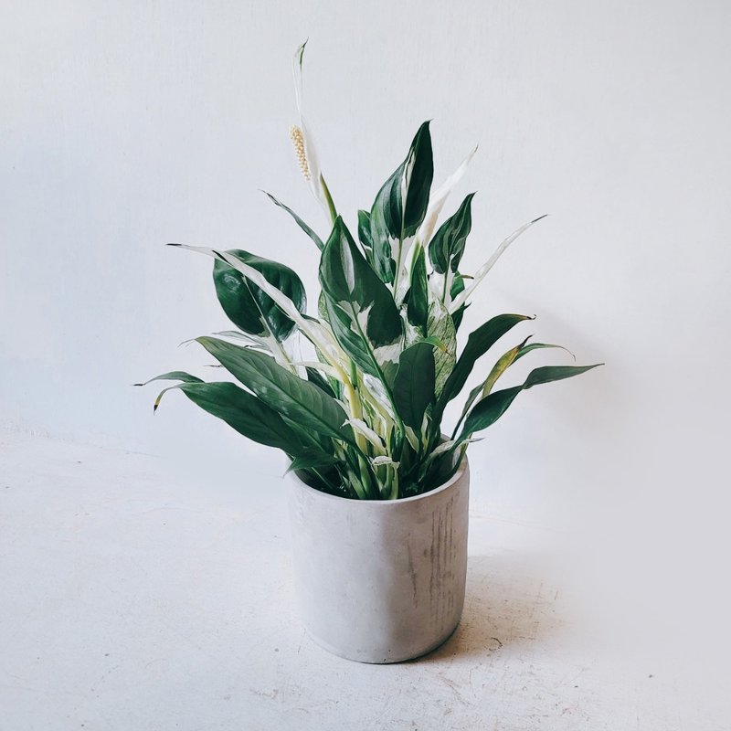 Pot space variegated white crane taro indoor ornamental plants green potted planting Cement pot 5 inch pot - ตกแต่งต้นไม้ - พืช/ดอกไม้ 