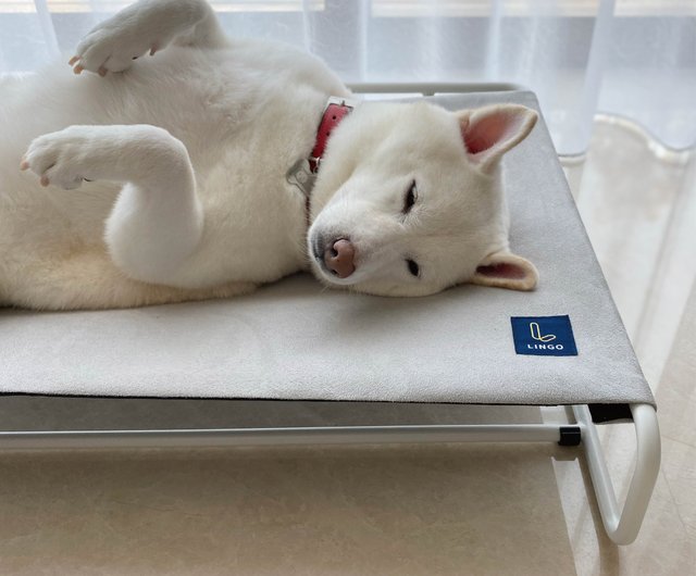 discount dog bed