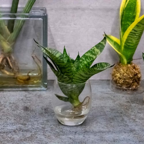 サンスベリア　セットD 500x0.jpg