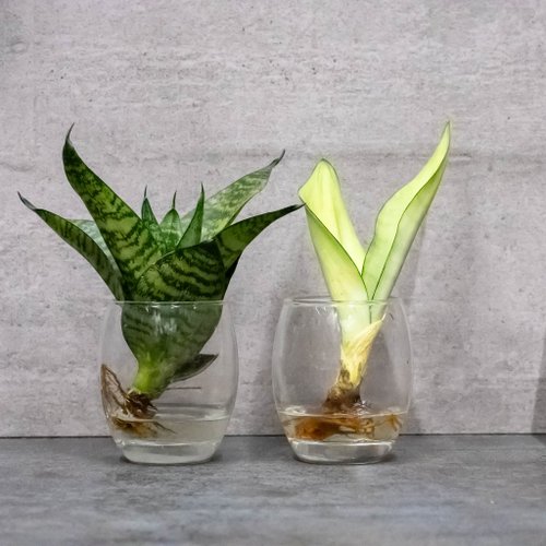 サンスベリア　セットD 500x0.jpg