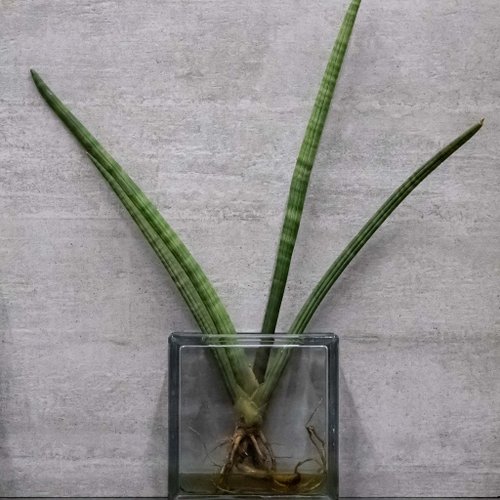 サンスベリア　セットD imgrc0104317227.jpg