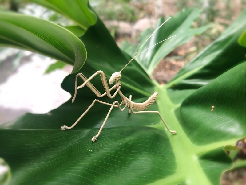 Palm leaf weaving mantis handmade insects - Stuffed Dolls & Figurines - Plants & Flowers Khaki