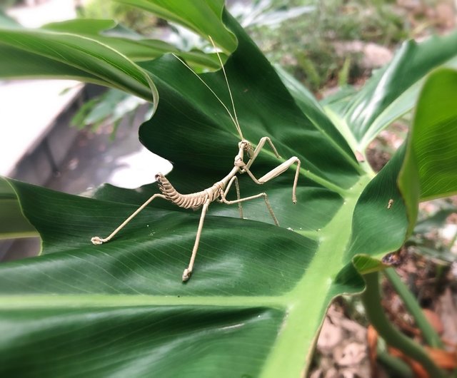 現実的なカマキリ無形文化遺産ブラウン織り昆虫手工芸品葉で織りました