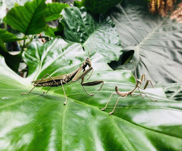 現実的なカマキリ無形文化遺産ブラウン織り昆虫手工芸品葉で織りました