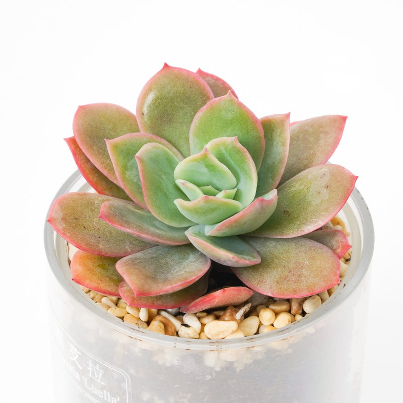 【Roella】Succulent Plant Smart Pot | - Plants - Plants & Flowers 