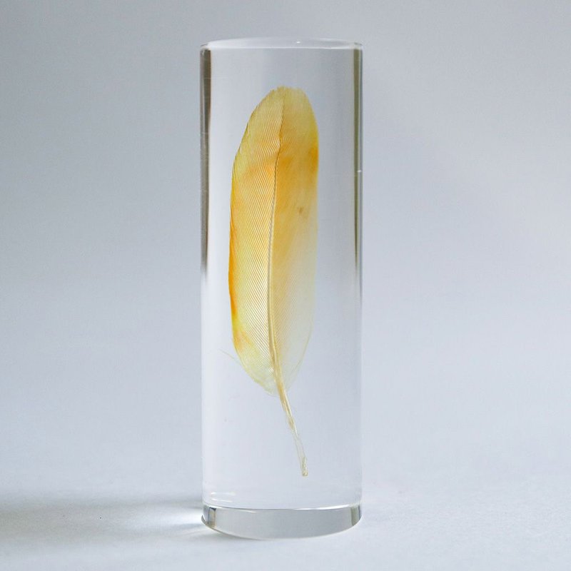 鳥類羽毛標本 桃面牡丹鸚鵡 (黃橘) - 擺飾/家飾品 - 羽絨 透明
