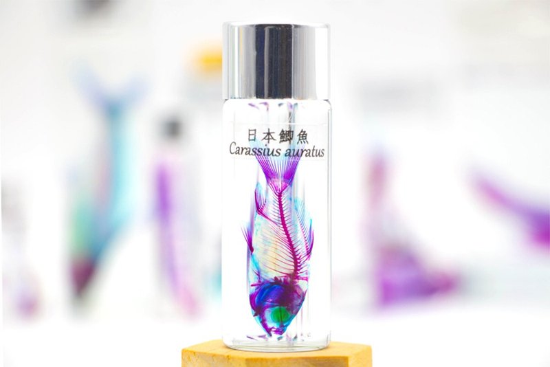 透明生物標本 - 日本鯽魚Carassius auratus - 擺飾/家飾品 - 玻璃 