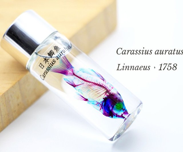 【極希少・極美品】小魚の標本　小瓶　Carassius auratus 透明な生物標本 - 金魚 Carassius auratus - ショップ fishheart